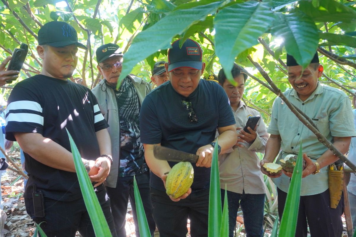 Special Plan: Pemkab Luwu fokus kembangkan beragam klon unggul kakao