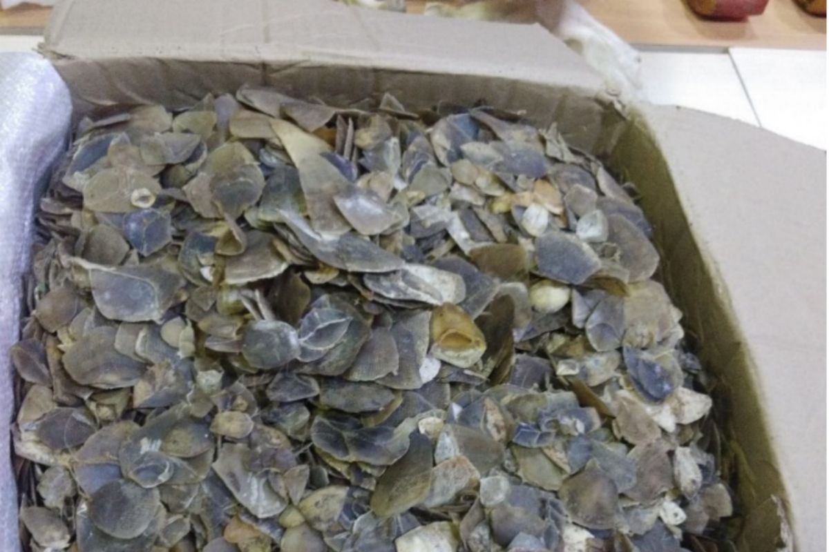 Kemenhut gagalkan perdagangan 22 kg sisik trenggiling di Medan