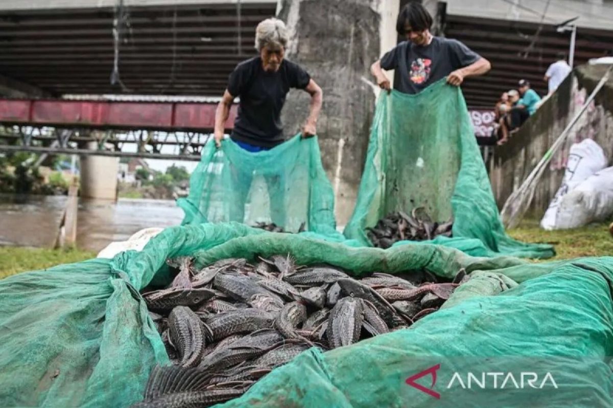 Solution For: Pada akhirnya, sapu-sapu hanyalah ikan