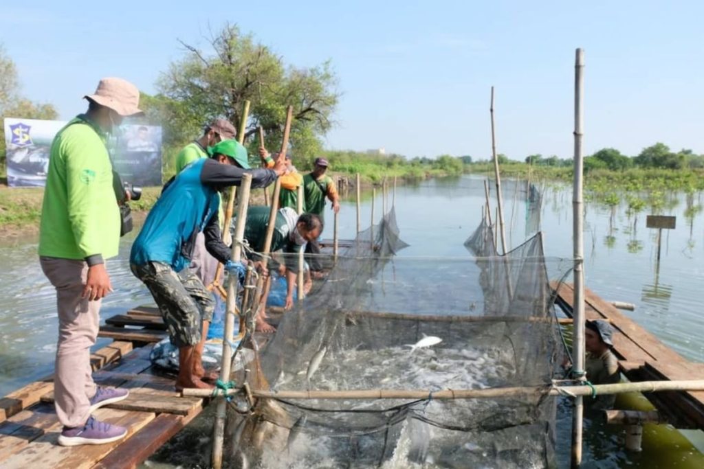 dok.Panen-bandeng-DKPP-Surabaya-4