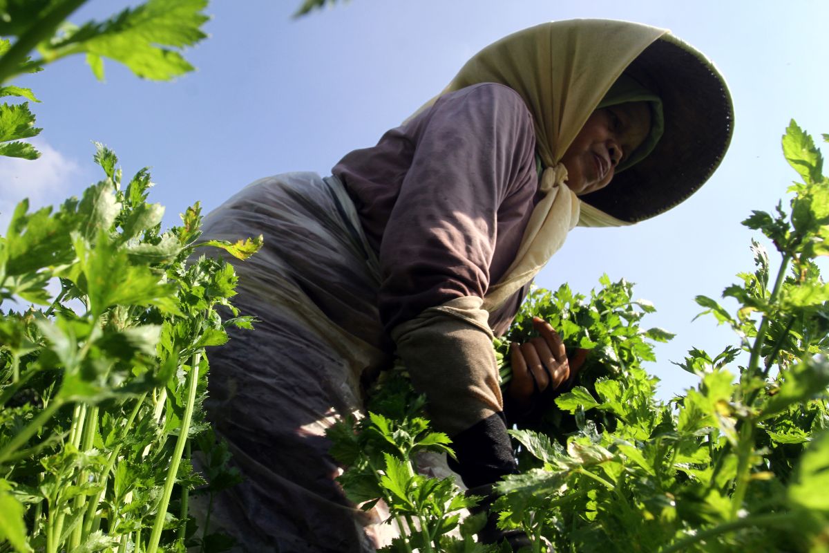 Pemkot Batu optimalkan green house cegah pertanian terdampak bediding