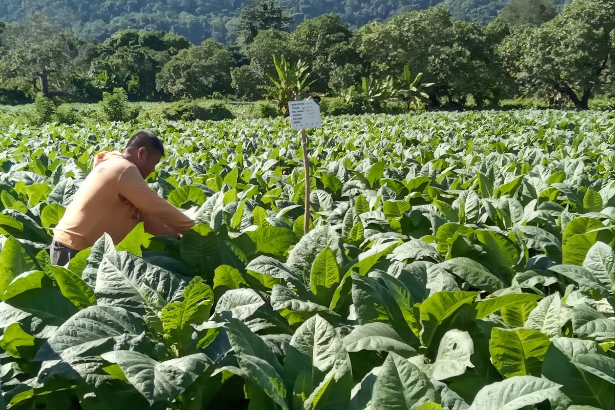 Key Discussion: Mengupayakan titik seimbang demi menjaga kontribusi industri tembakau