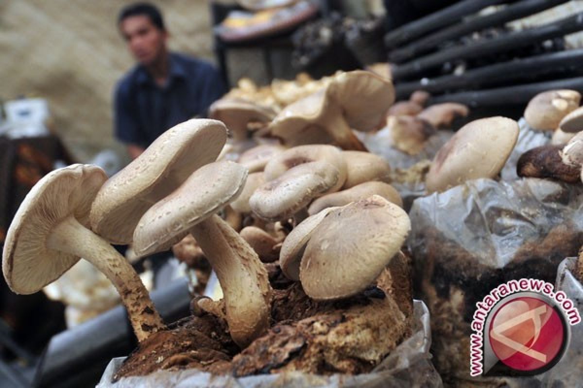 Solving Problems: 5 makanan yang sebaiknya tidak dikonsumsi secara mentah