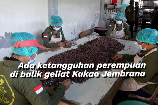 ADA-KETANGGUHAN-PEREMPUAN-DI-BALIK-GELIAT-KAKAO-JEMBRANA