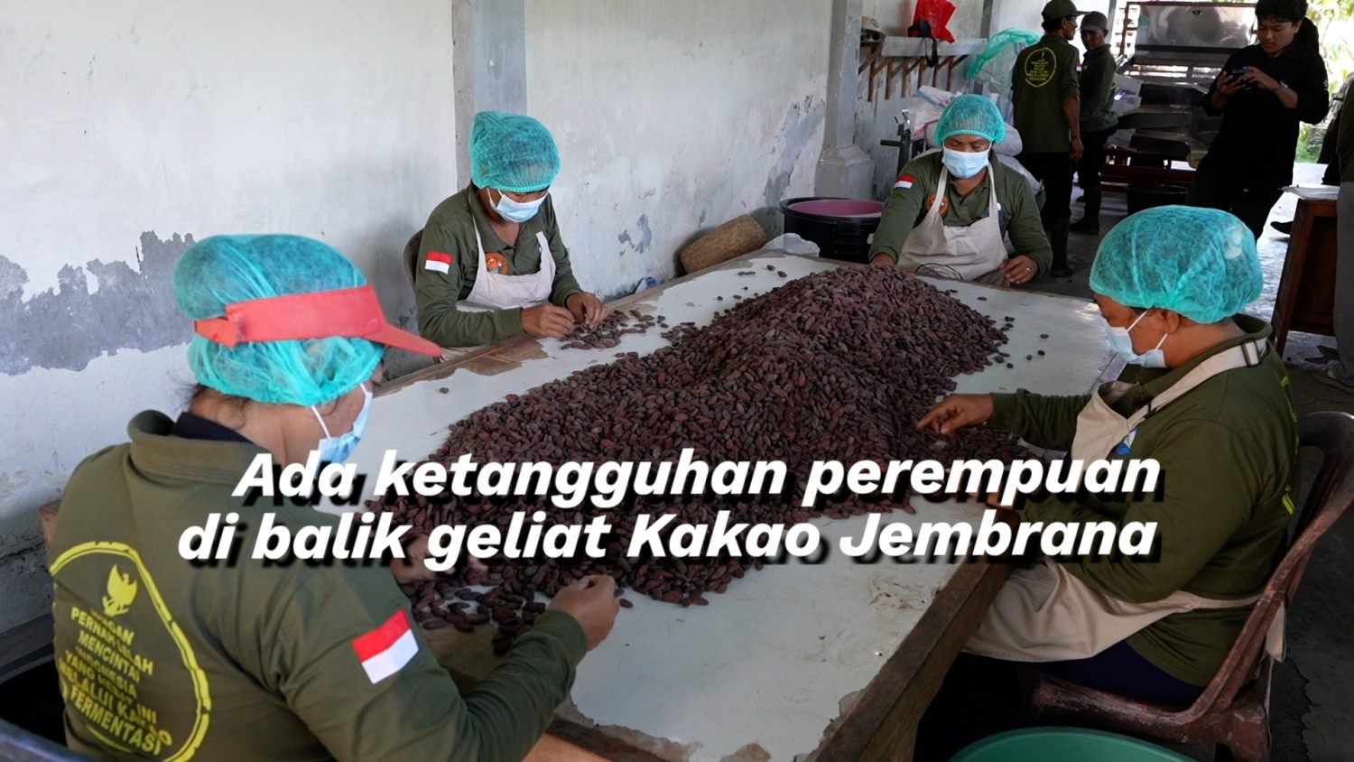 ADA-KETANGGUHAN-PEREMPUAN-DI-BALIK-GELIAT-KAKAO-JEMBRANA