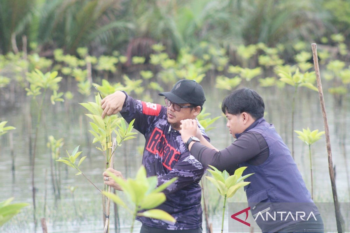 Key Strategy: ULM lakukan monitoring pertumbuhan tanaman mangrove di Tanah Laut