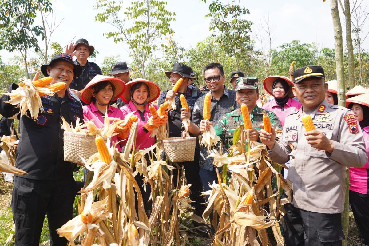 Key Strategy: Brimob Polda Jateng panen delapan ton jagung di Kendal