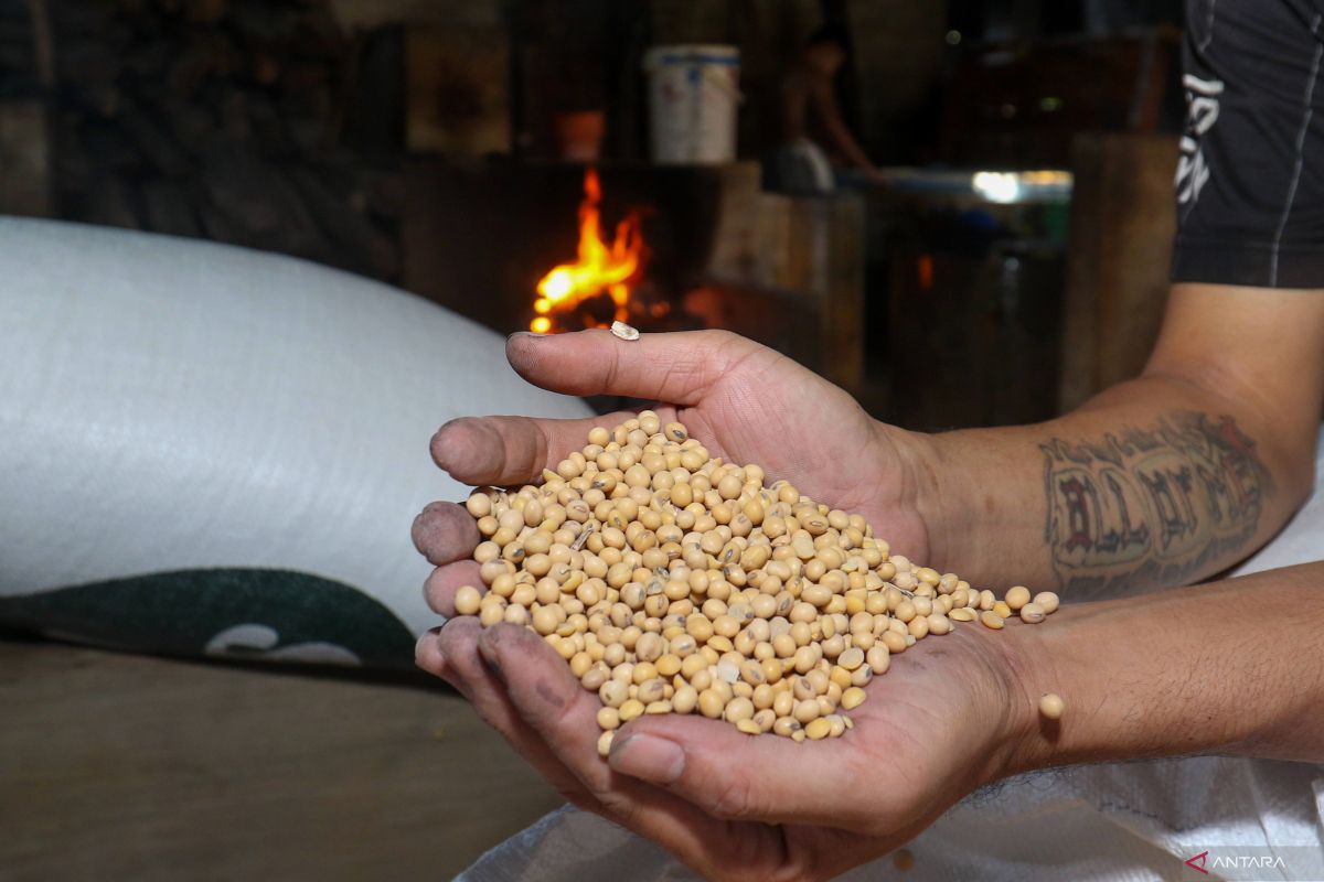 Key Discussion: Indef dorong insentif produksi kedelai perkuat ketahanan pangan