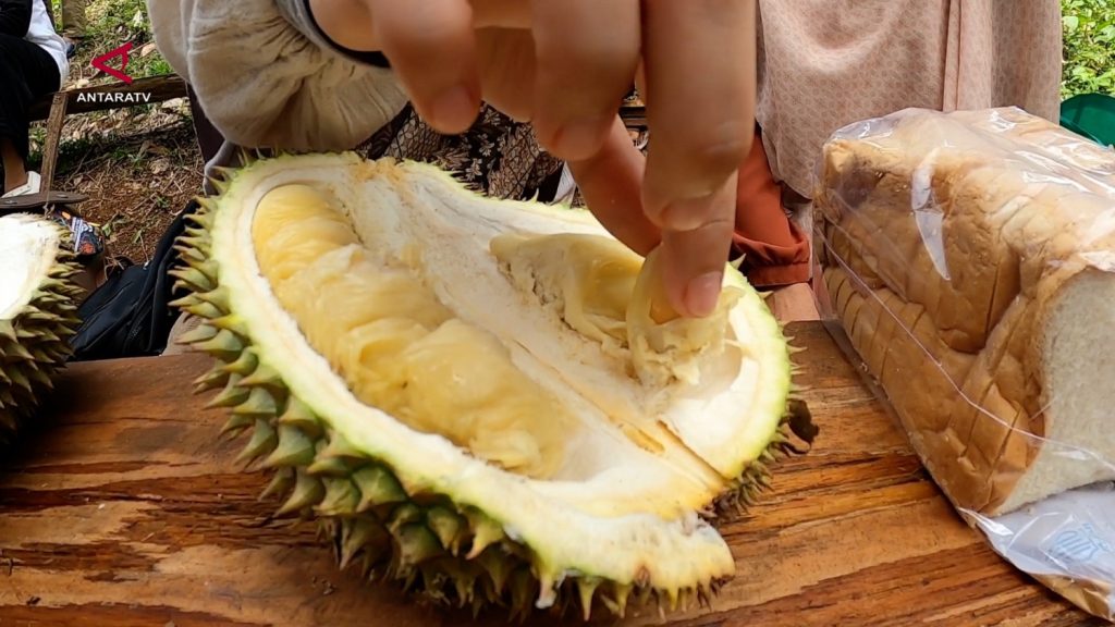 SENSASI-MENIKMATI-DURIAN-SEPUASNYA-LANGSUNG-DARI-KEBUN-DI-ACEH-BESAR