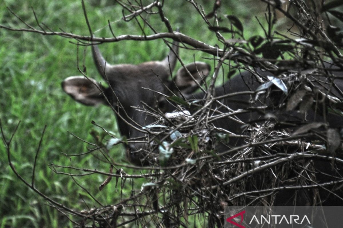Special Plan: Taman Nasional Kutai jadi wadah pelestarian 324 fauna