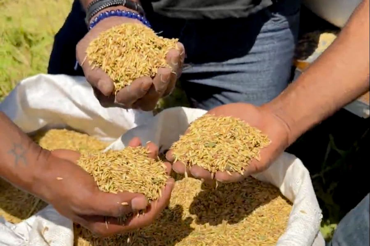 BPS proyeksikan produksi beras RI 25,28 juta ton hingga Agustus 2026