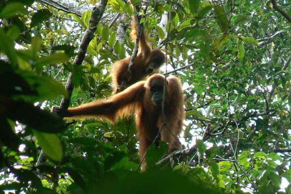 orang-utan-tahura-trumon-arsip-foto