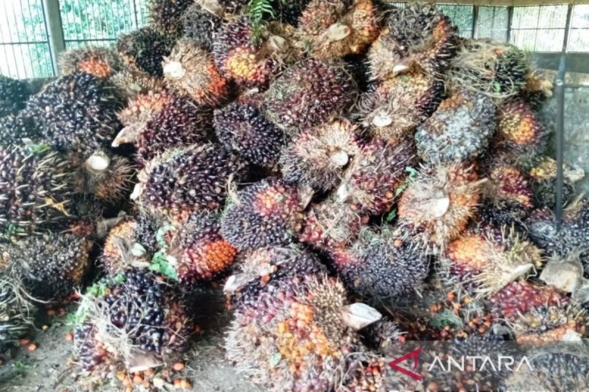Hilirisasi sawit, langkah nyata diversifikasi ekonomi Kalimantan