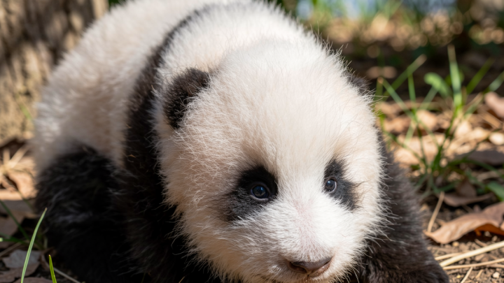 Potret anak panda raksasa yang lahir di Everland, Korea Selatan