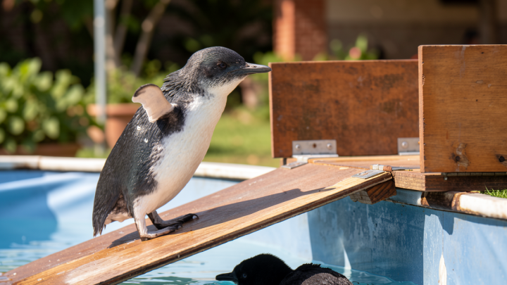Negara bagian Australia dorong vaksinasi penguin untuk lawan H5N1